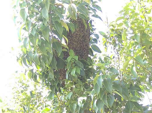ミツバチ分蜂駆除植木